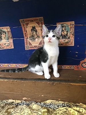 Adopt a friend: Tommy